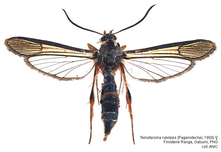 Papua Insects Foundation (Lepidoptera/Sesiidae thumbnails)